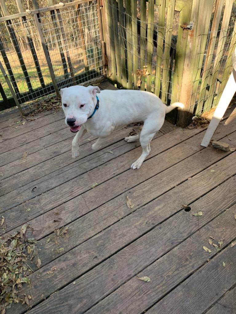 adoptable Dog in Chatham, VA named Vin