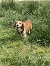 Frieda