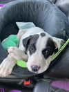 Waylon