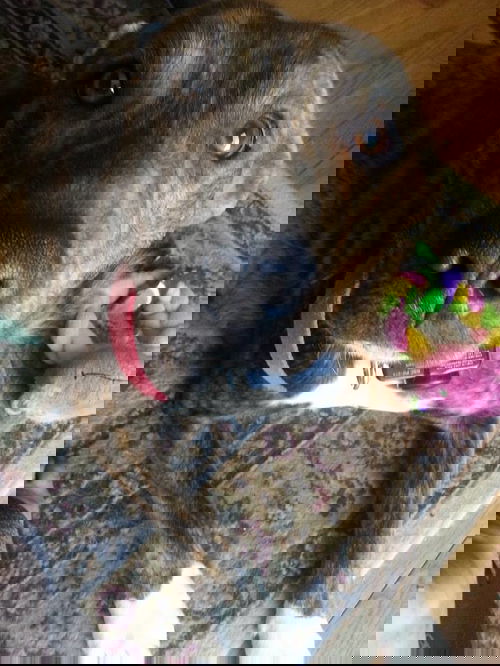Clyde