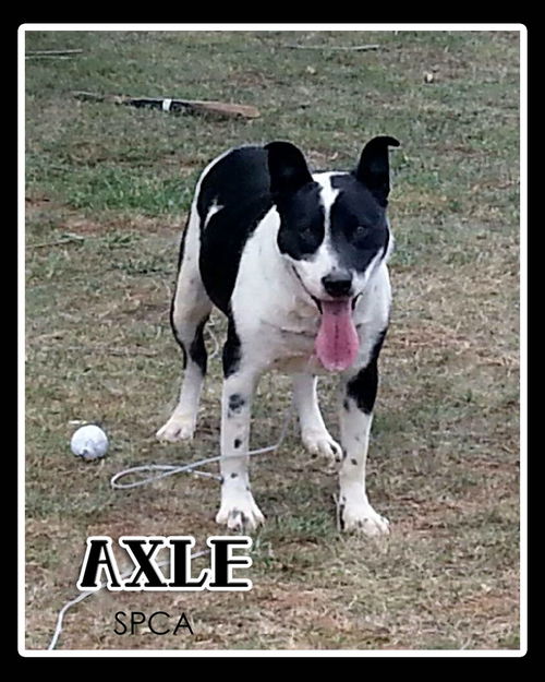 Axel