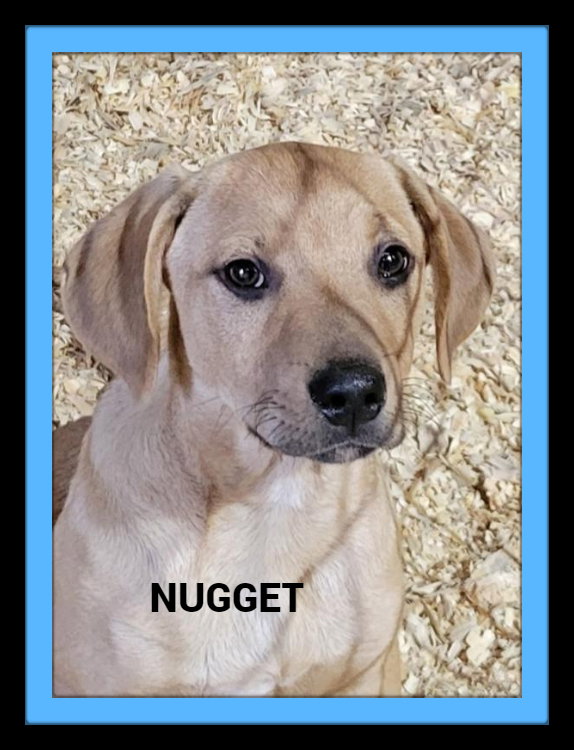 Dog for Adoption Nugget, a Labrador Retriever in Sansom Park, TX