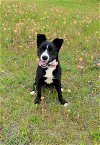 adoptable Dog in granbury, TX named Kendra