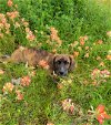 adoptable Dog in granbury, TX named Hunter