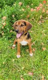 adoptable Dog in granbury, TX named Hayley