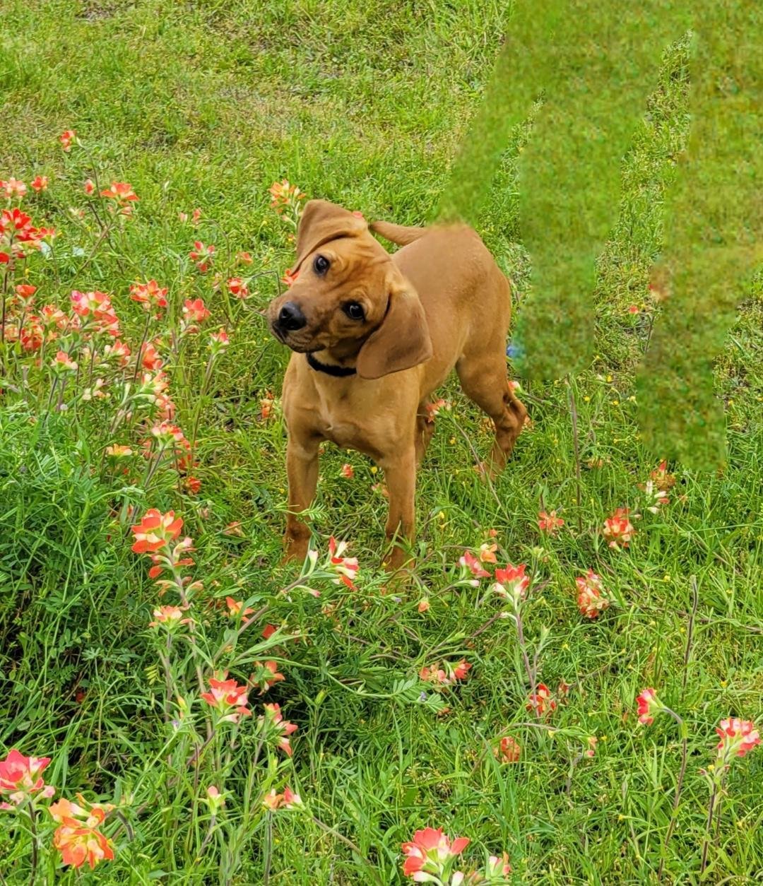 adoptable Dog in Granbury, TX named Harmony