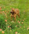adoptable Dog in granbury, TX named Harmony