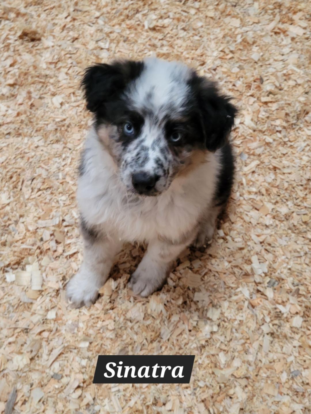 Dog adoption in Granbury, TX 76049 Australian Shepherd / Mixed Dog