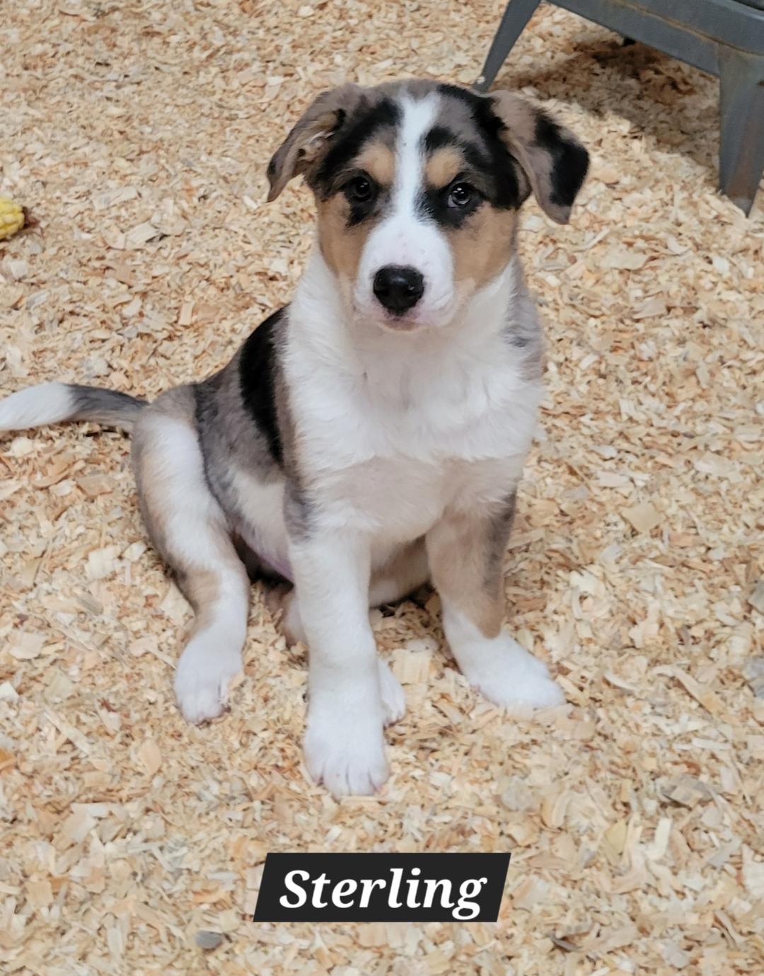 Dog adoption in Granbury, TX 76049 Australian Shepherd / Mixed Dog