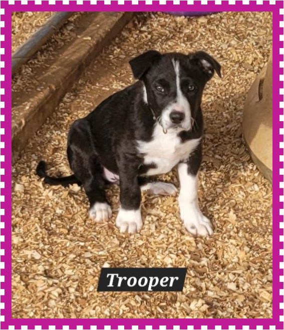 Dog adoption in Granbury, TX 76049 Border Collie / Mixed Dog "Trooper"