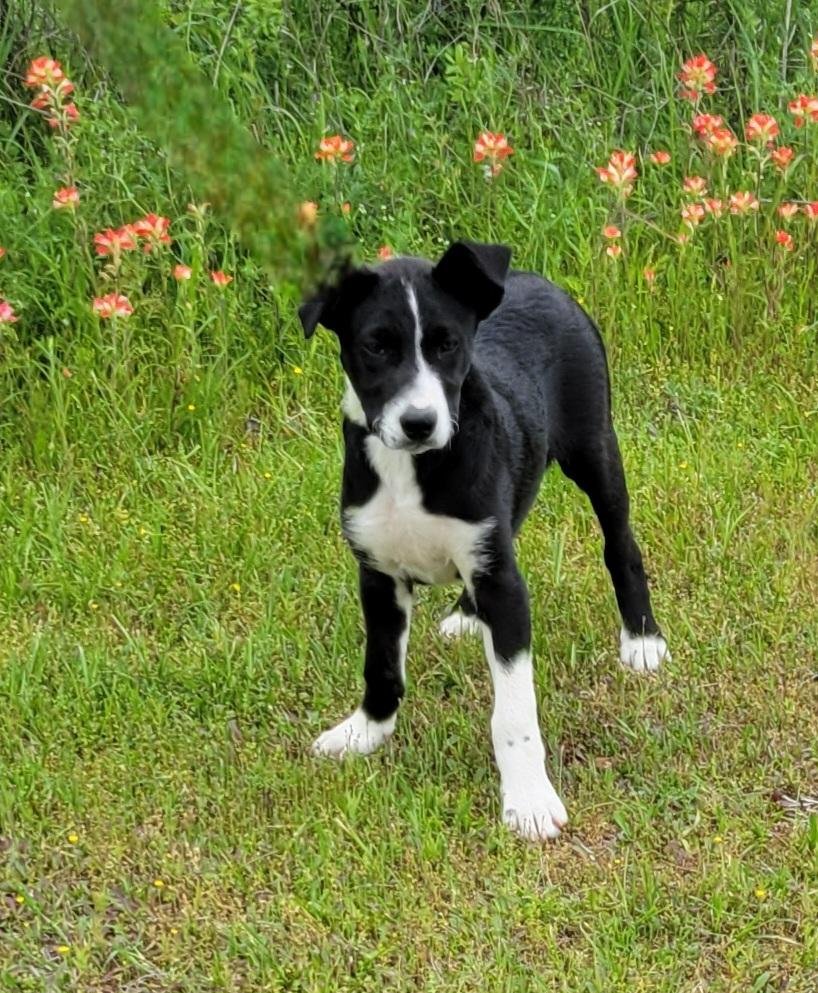 adoptable Dog in Granbury, TX named Trooper