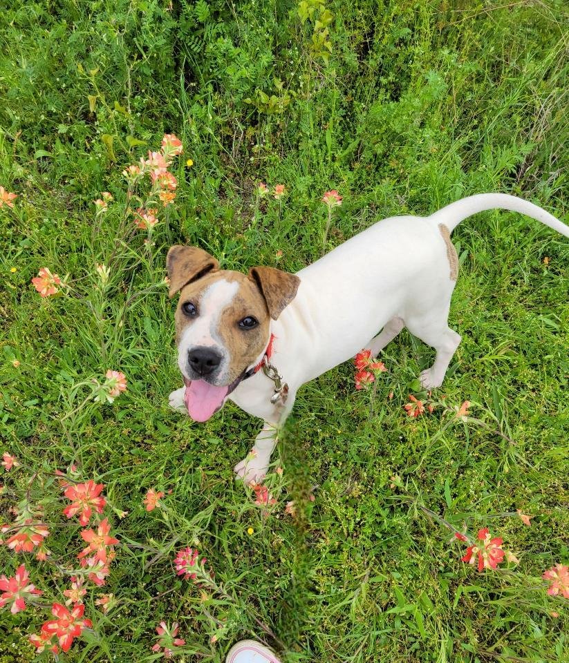 adoptable Dog in Granbury, TX named Chantilly