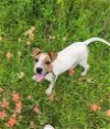 adoptable Dog in granbury, TX named Chantilly