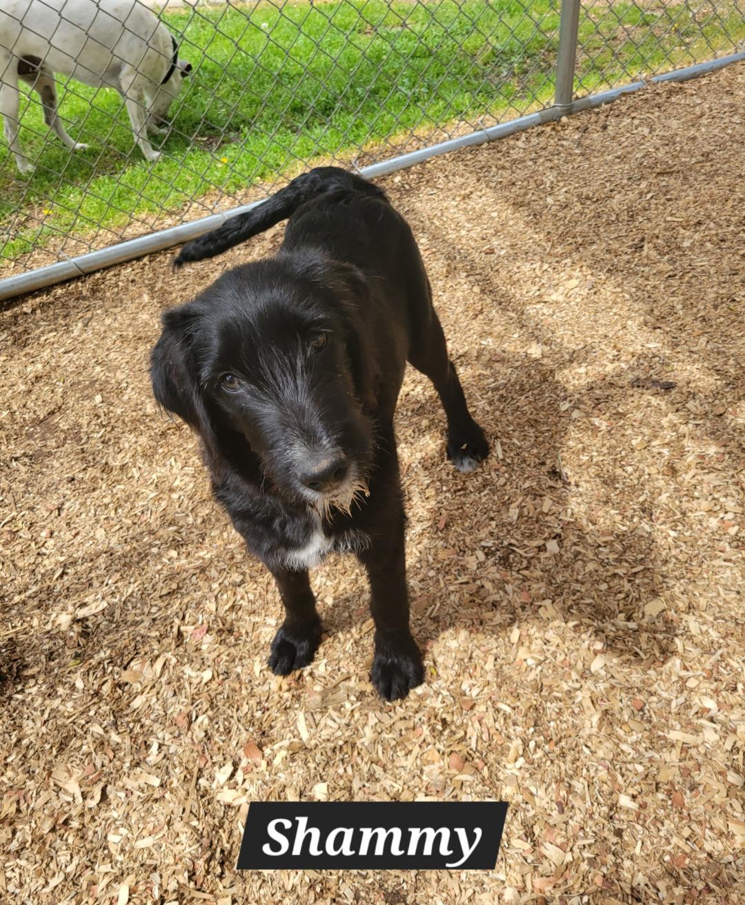 Dog adoption in Granbury, TX 76049 Labrador Retriever / Poodle