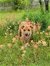 adoptable Dog in granbury, TX named Monty