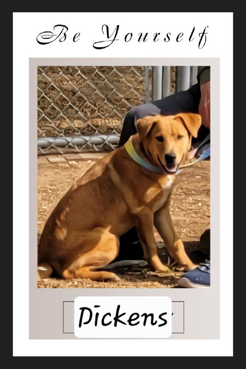 picture of the dog needing adoption