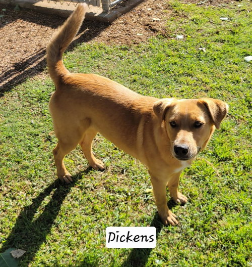 Dickens, an adoptable Terrier in Granbury, TX