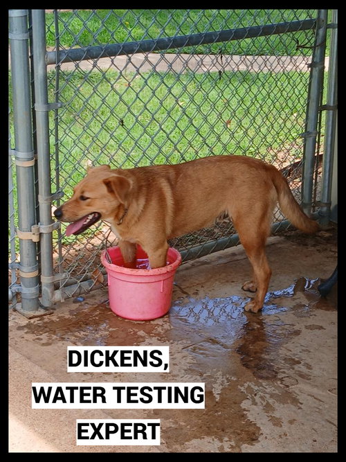 Dickens, an adoptable Terrier in Granbury, TX