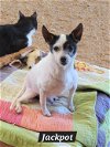 adoptable Dog in granbury, TX named Jackpot