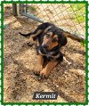 adoptable Dog in  named Kermit