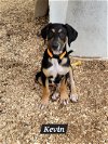 adoptable Dog in granbury, TX named Kevin