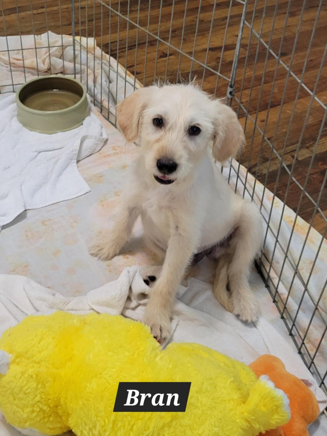 Dog adoption in Granbury, TX 76049 Terrier / Mixed Dog "Bran"