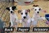 adoptable Dog in  named Rock, Paper, and Scissors