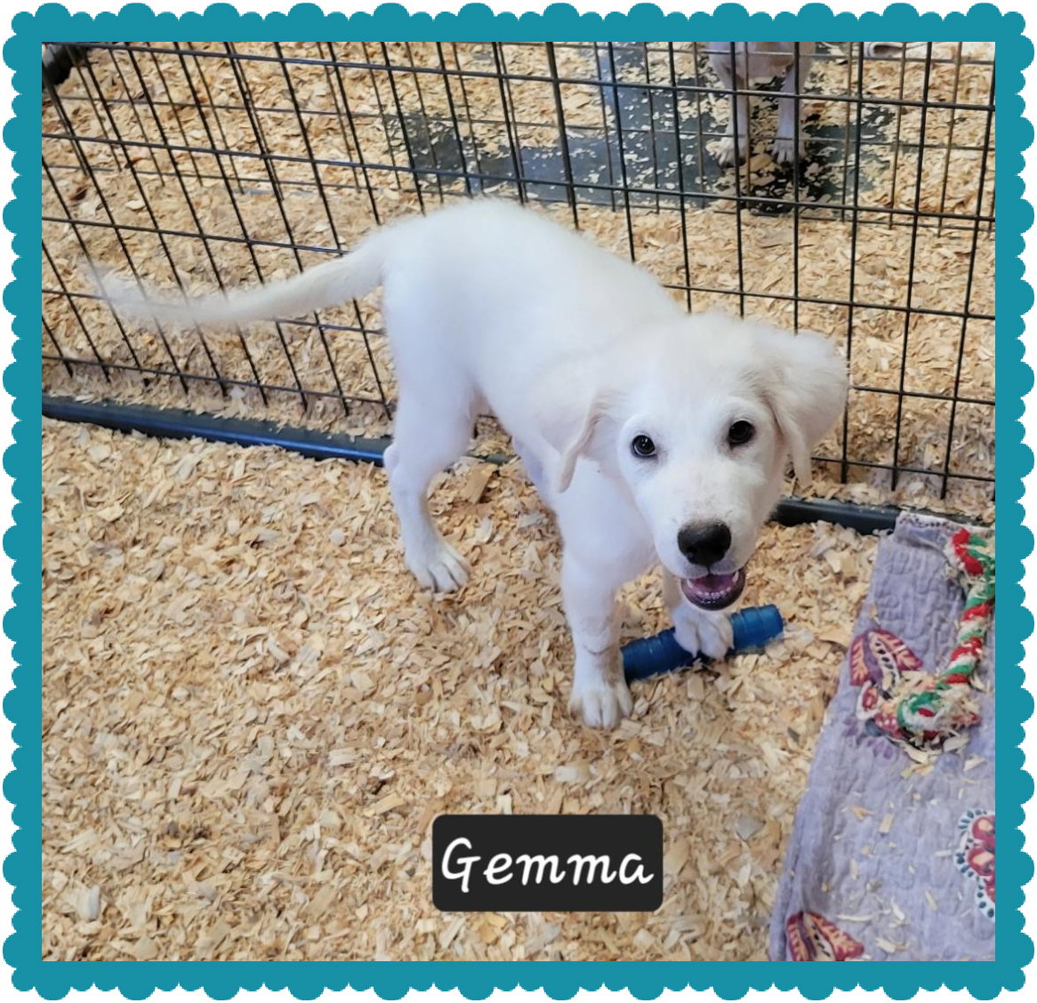 Dog adoption in Granbury, TX 76049 Great Pyrenees / Mixed Dog "Gemma"