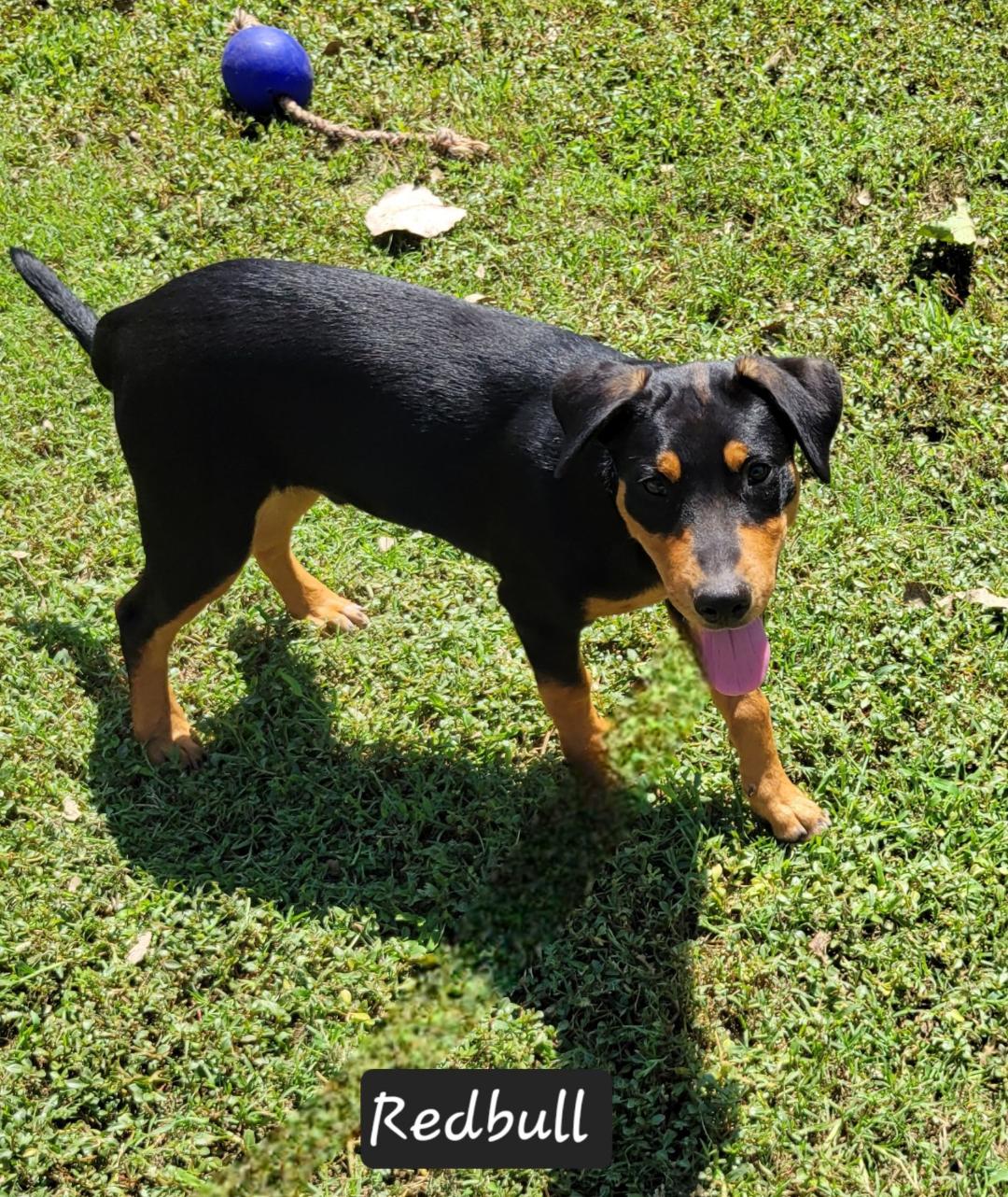 adoptable Dog in Granbury, TX named Redbull