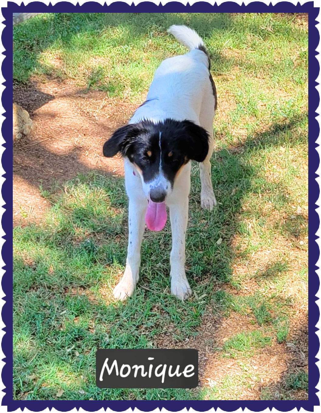 adoptable Dog in Granbury, TX named Monique