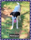 adoptable Dog in  named Monique