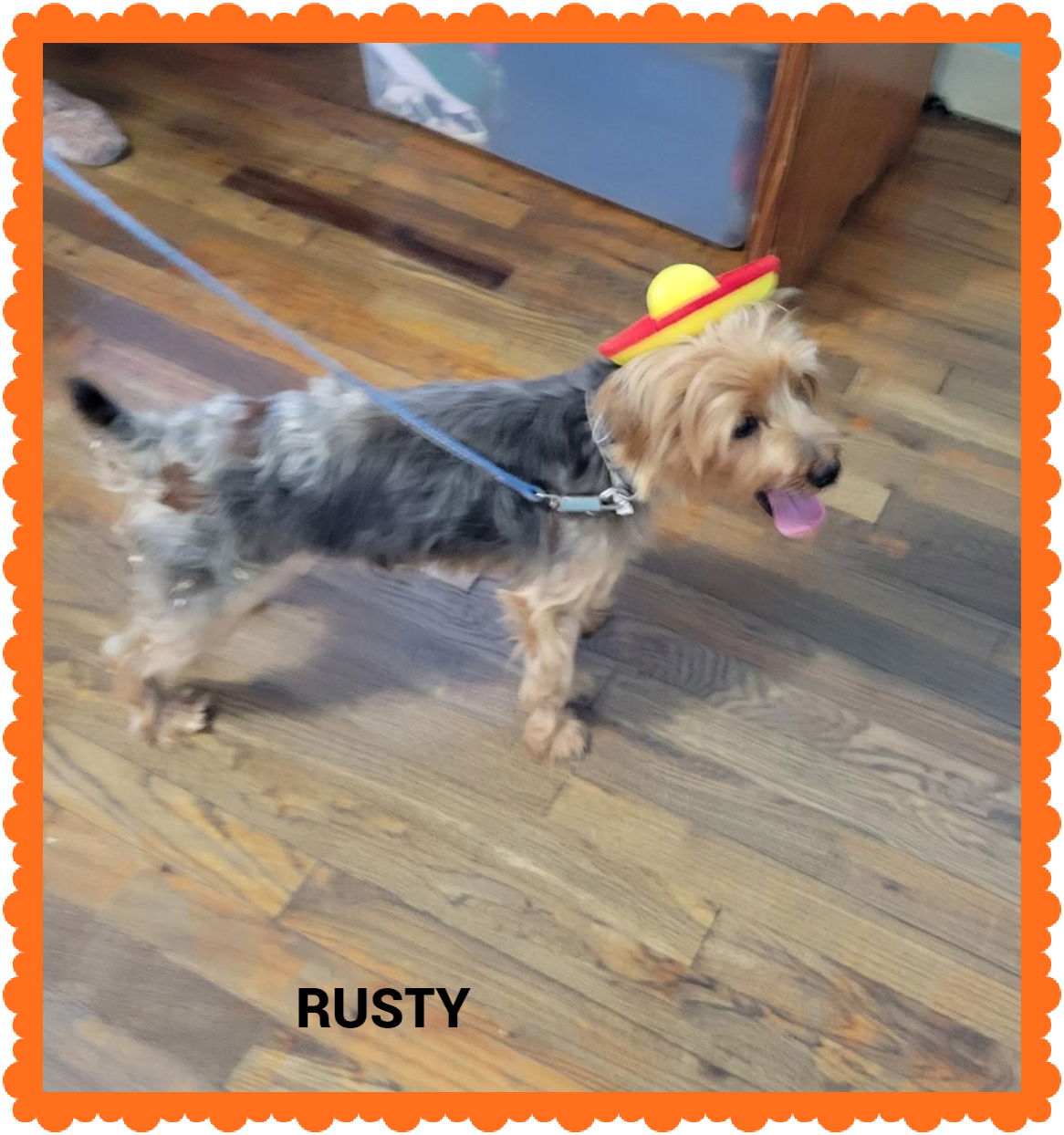 adoptable Dog in Granbury, TX named Rusty