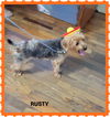 adoptable Dog in  named Rusty