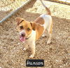 adoptable Dog in  named Hanson