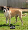adoptable Dog in  named Olivia