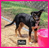 adoptable Dog in  named Bella