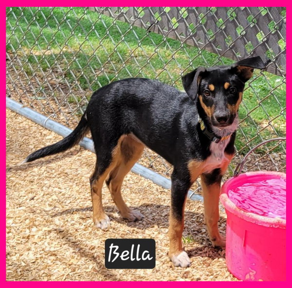 Bella