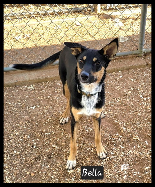 picture of the dog needing adoption