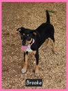 adoptable Dog in  named Brooke