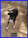 adoptable Dog in  named Blake