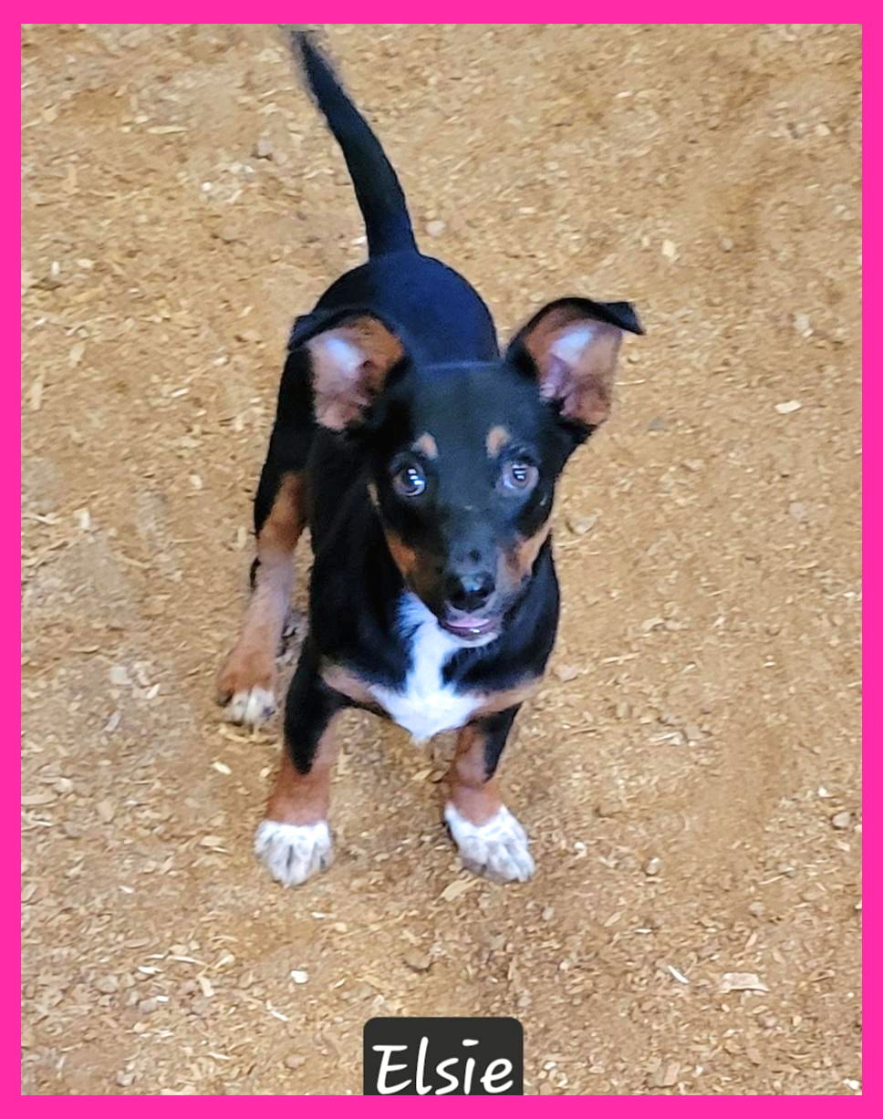 adoptable Dog in Granbury, TX named Elsie