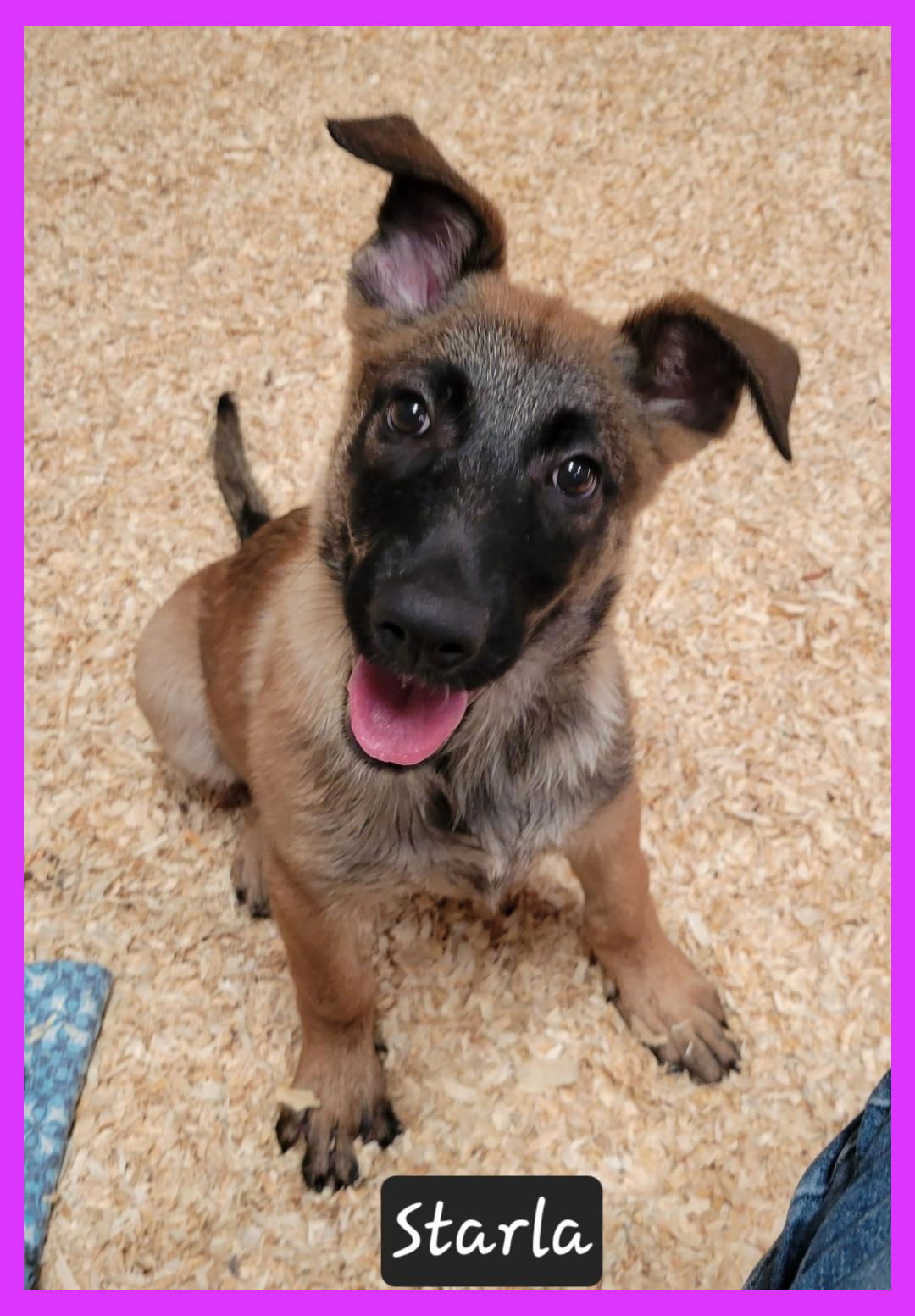 adoptable Dog in Granbury, TX named Starla
