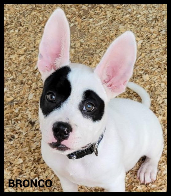 adoptable Dog in Granbury, TX named Bronco