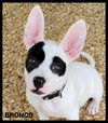 adoptable Dog in  named Bronco