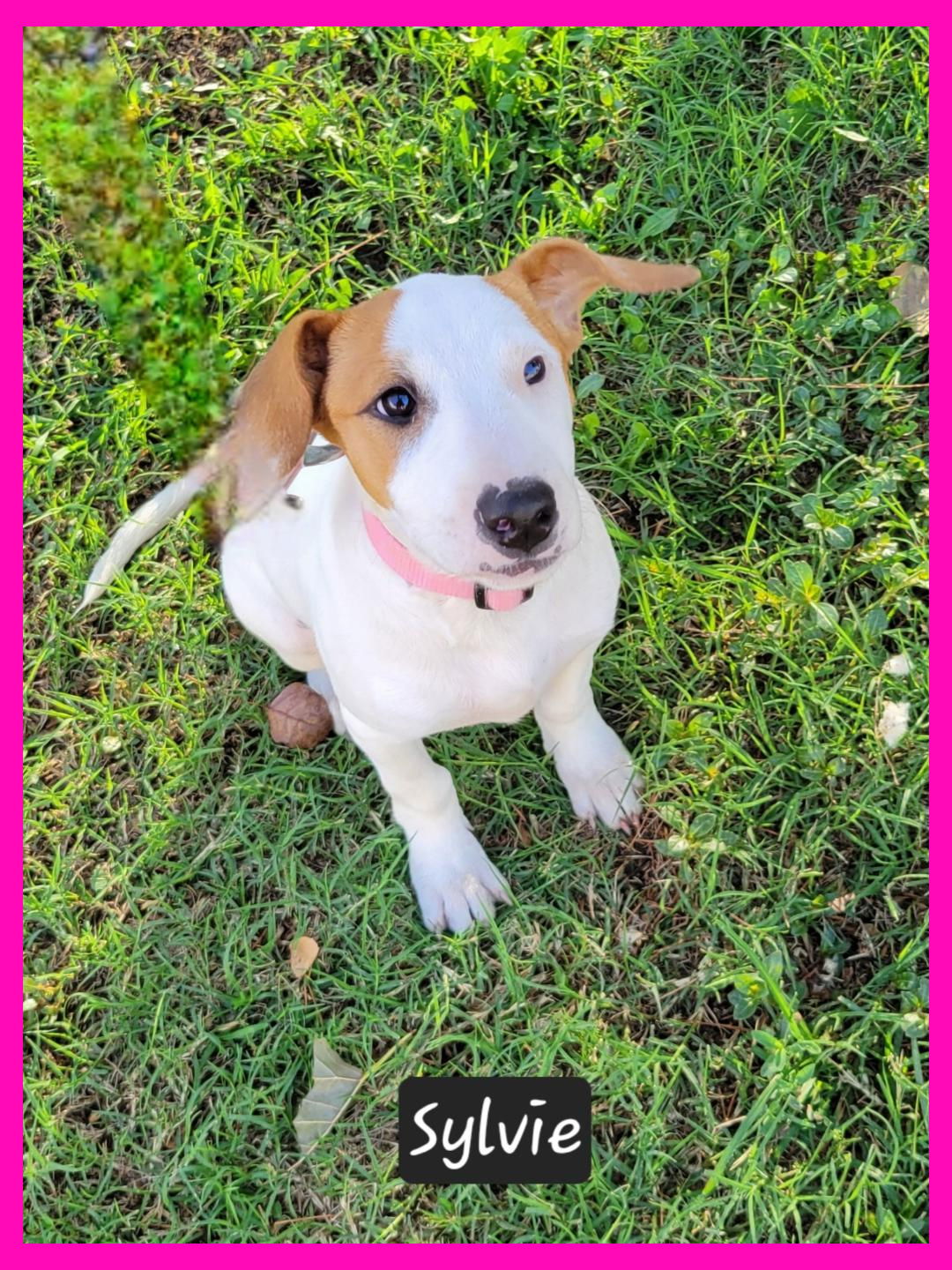 adoptable Dog in Granbury, TX named Sylvie