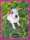 adoptable Dog in  named Sylvie