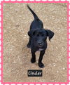 adoptable Dog in  named Cinder