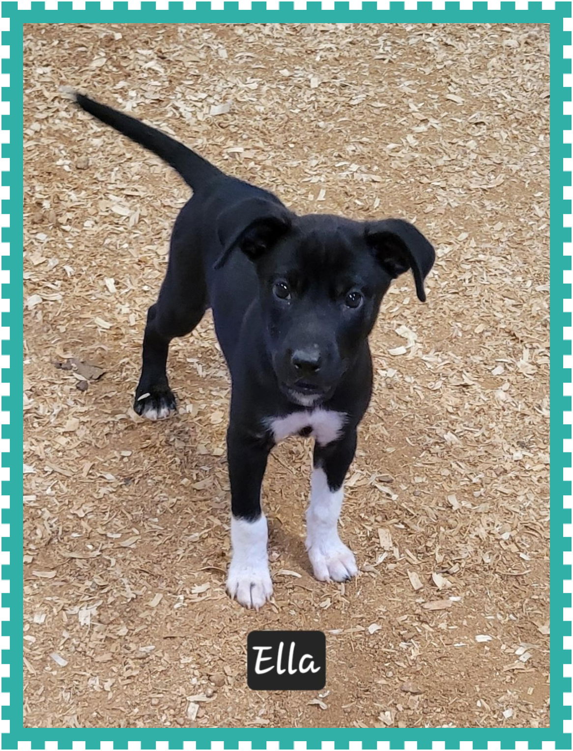 adoptable Dog in Granbury, TX named Ella