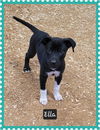 adoptable Dog in  named Ella