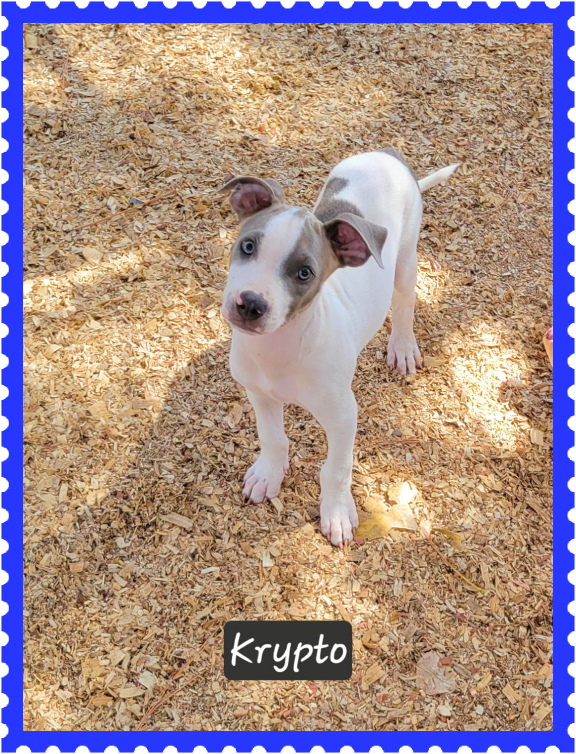 adoptable Dog in Granbury, TX named Krypto
